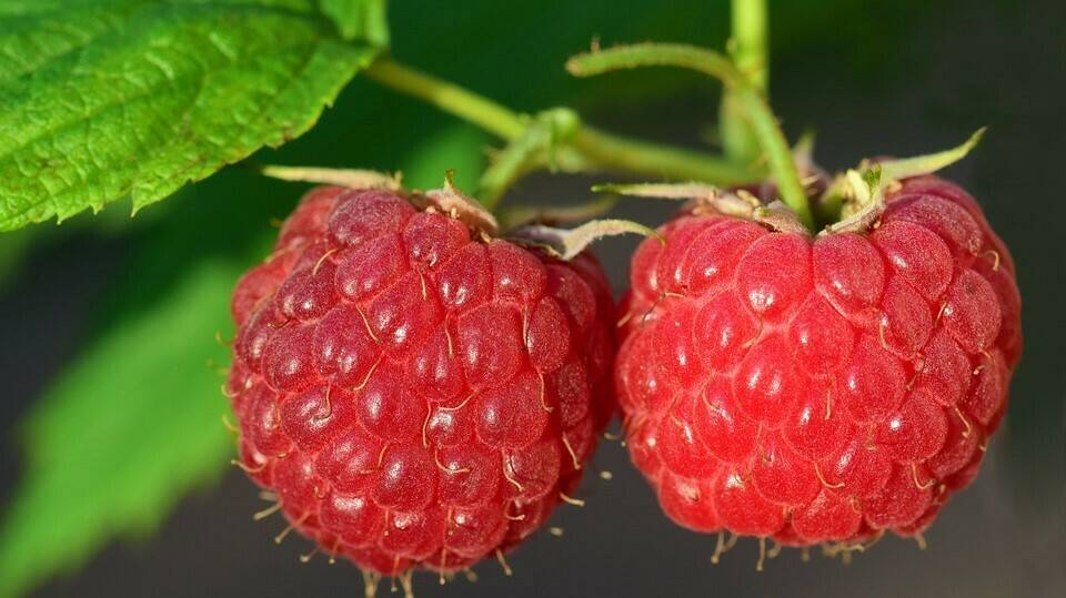 raspberry-3454504_960_720|raspberry-1546756_960_720